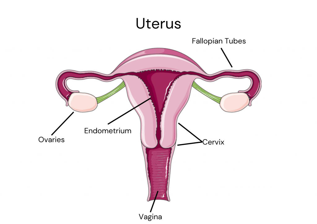 anatomy of the uterus, labelling the ovary, fallopian tube, endometrium, cervix and vagina, that all play a crucial role during the menstrual cycle