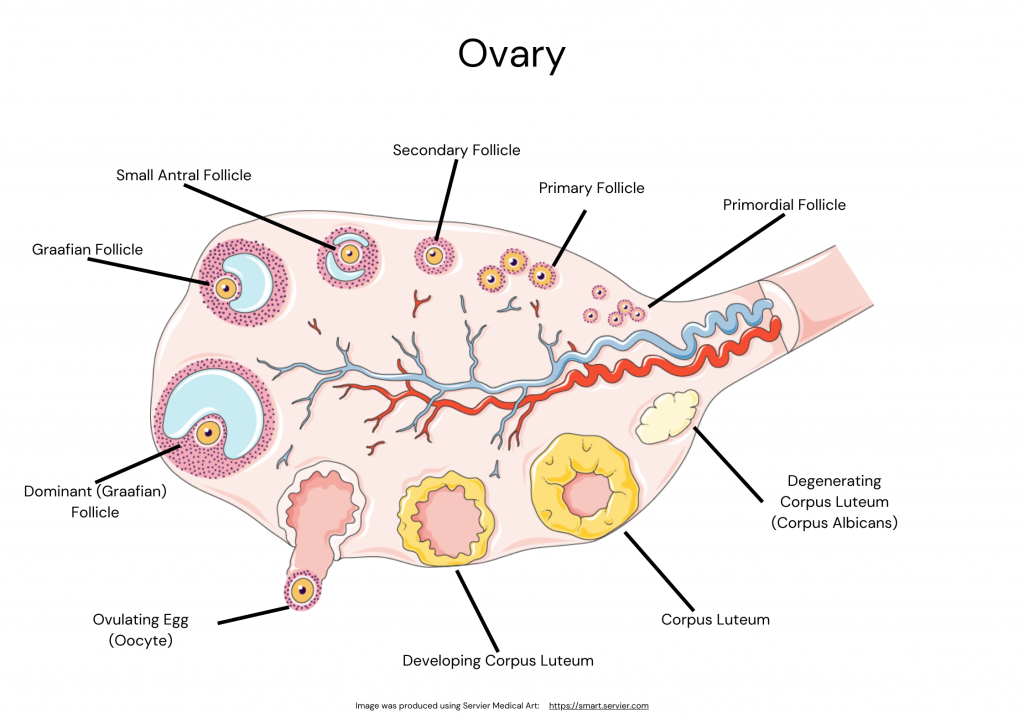 Anatomy of the ovary, labelling the follicle's and corpus luteum during the menstrual cycle. It shows follicle development in response to hormones